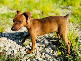 Cățelușcă roșcată de rasă Pinscher foto 2