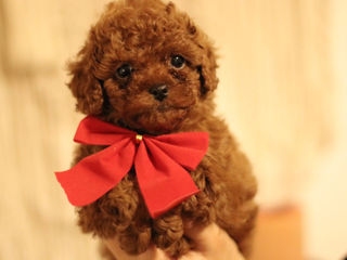 Mini toy pudel ( toy poodle) foto 3