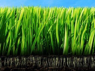 Голландская трава высшего качества! iarbă din оlanda de calitate superioară!  garantat 100% gazonul foto 5