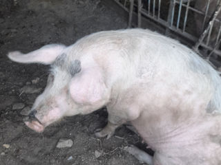 Vind 2porci mari 069732583