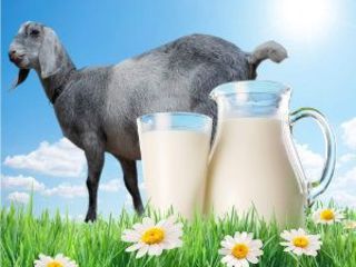 Lapte de capra (ferma de prasila) козье молоко (племенная ферма) foto 2