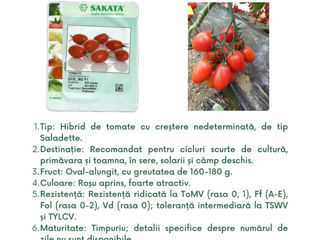 semințe profesionale de tomate, create de Sakata foto 5