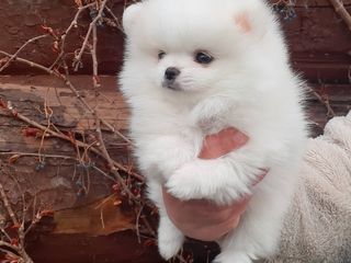 Mini spitz Pomeranian