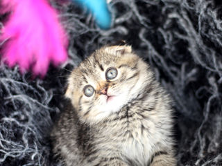 Tabby Gold Scottish Kitten Shorthair