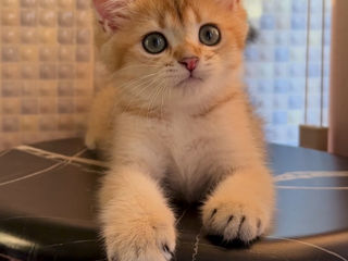 Британский котик, British shorthair golden shaded . foto 2