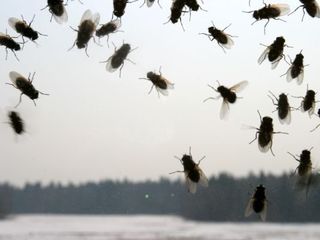 Distrugim însectele căpușă, purici, muștele, albine, viespi, Plosnita de pat, gindaci de bucataria foto 6