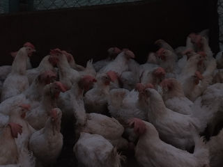 Vindem găini ouătoare foto 5