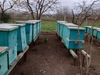 Продам пасеку. Срочно foto 6