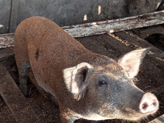 Vând 4 Porci Rasa Mangalița