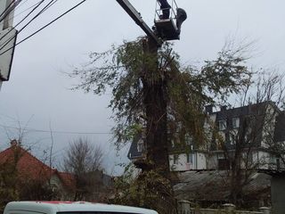 Servicii de tăiere a copacilor cu mașini Autoturn! foto 14