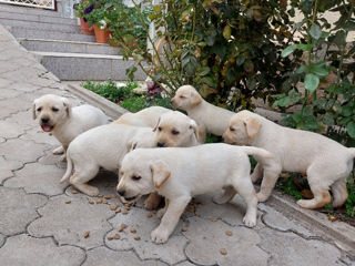 Cățeluși Labrador foto 6