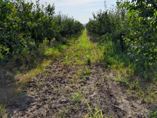 Livada de prune.Сорта Питештян и Станлей. foto 2