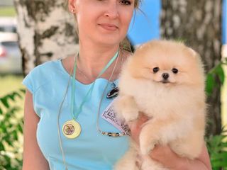 Pomeranian-FCI(Pedegree) Гранд Чемпион Молдовы foto 4