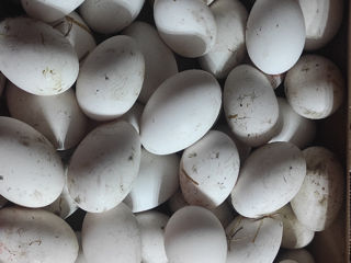 Vând ouă de gâscă grecească.