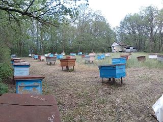 Пчелосемьи недорого foto 7
