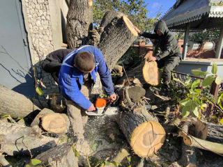 Taiere si indepartarea arborilor, Servicii Autoturn , curatarea terenuri , pășuni !!! foto 14