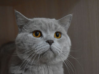 British Shorthair împerechere foto 1