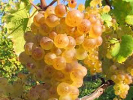 cumpar poama alba la vin 2 lei/kg -Adusa la orhei