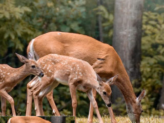 Ceyomur cameră HD de 20 MP pentru animale sălbatice foto 3