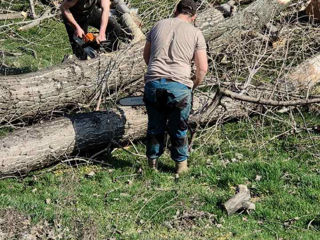 Curățarea copacilor de crengi uscate! foto 11