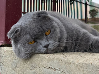 Vând / Pereche Scottish Fold foto 5