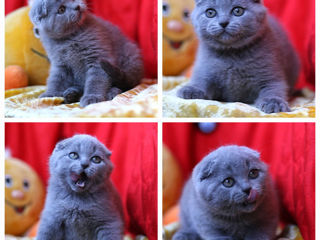 Motan scottish fold,invita la monta!Клубный кот,с регалиями - приглашает на вязку! foto 5