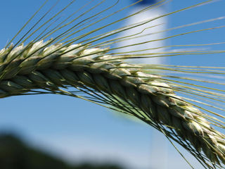 Seminte De Triticale foto 2