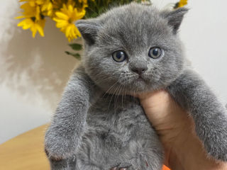 Клубные шотландские (scottish fold, scottish straight) котята с документами. foto 2