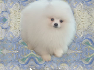 Шикарные малыши mini Spitz's Pomeranian foto 4