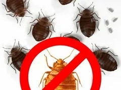 Уничтожение насекомых тараканы , клопы , клещи , моль , блохи , пчелы , мухи , муравьи , грызуны .
