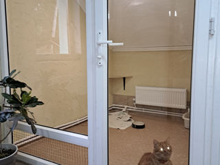 Clinica veterinara  "Kot i Pes" -  pana 24-00 ! Hotel pentru animale! foto 5