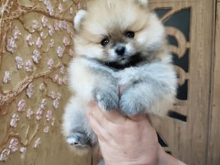 Шпиц (Pomeranian Spitz)