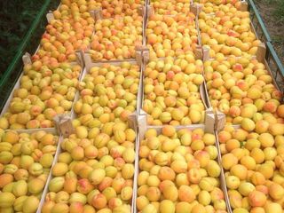 Pomi fructiferi -cais (abrikos ) Nadejda ,( ананасовый ) ,Big Red  ... foto 1