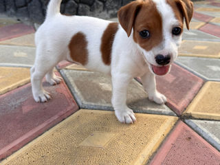 Vând cățeluși Jack Russell Terrier