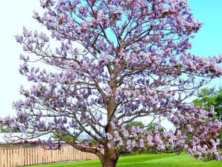 Se vand rasaduri de Paulownia Tomentosa! foto 5
