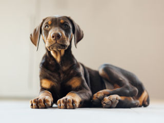 Doberman