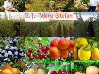 Pomi fructiferi - prun ( perj ) , păr ( prăsad ) ,  cais (abricos ) , persic ... foto 7