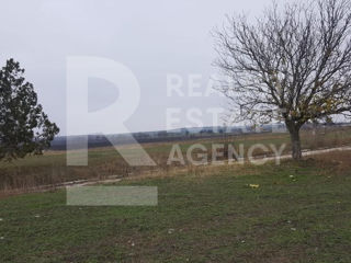 Vânzare, teren agricol, fermă, 10,48 ha, comuna Petreni, Drochia foto 8