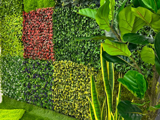 Декоративные зеленые покрытия / фитостена / perete din plante artificiale foto 8