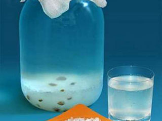 Чудодейственный гриб Индийский рис,который производит квас, ускоряет обмен веществ!