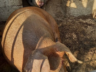 Vând porci pentru sacrificat foto 2