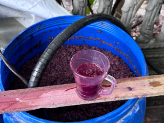 Tulburel Crasca, Taras și Caberne !