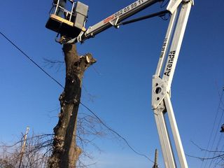 Tăiem copaci periculoși, groși, încâlciți printre firele electrice. Defrisăm teritorii. foto 6