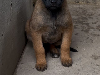 Malinois foto 3