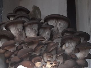Продаются засеянные блоки грибов вешенка  12-13 кг вес  60 леи мешок foto 3