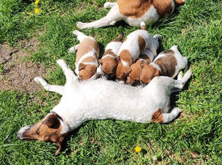 Catelusi Fox Terrier foto 2