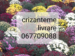 Viindem crizanteme