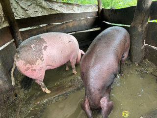 Vind un porc 130 kg foto 0