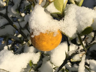 Lămâie rezistentă la îngheț "Lemon-Bitter" -30C foto 7