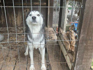 Mascul husky și pui femela husky foto 5